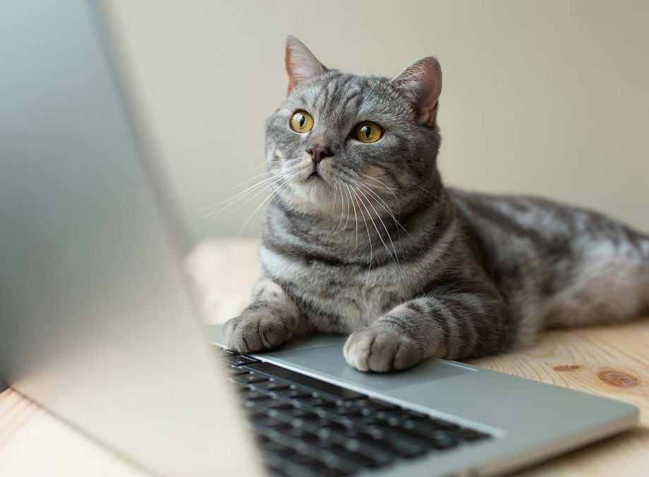 coding-cat